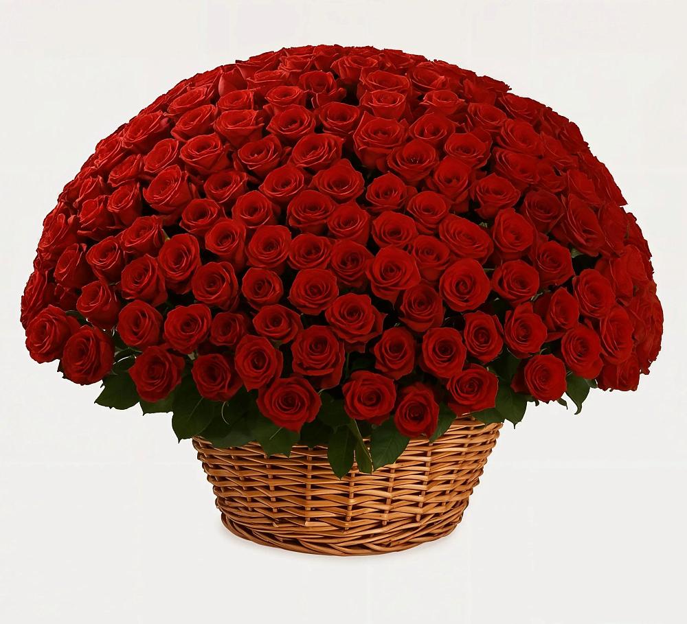 251 Премиум красная роза в Соль-Илецке Премиум букет из: Розы в Соль-Илецке